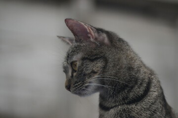 tabby cat looking forward and standing against 