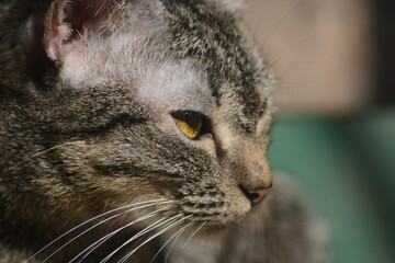 tabby cat looking forward and standing against 