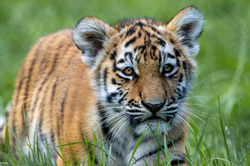 Amur tiger cub