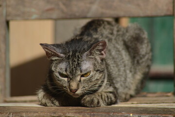 tabby cat looking forward and standing against 