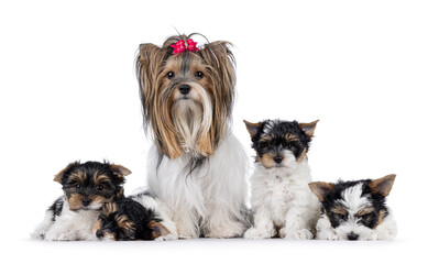 Row of four puppies and their Biewer Terrier mother, sitting and laying beside each other. Mostly looking towards camera. Isolated on a white background.