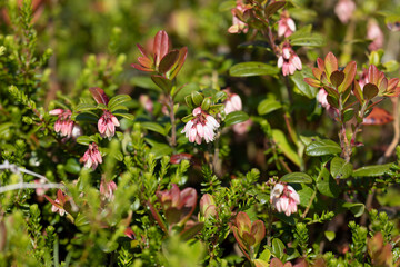 Lingonberry bush with flowers close up