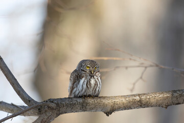 Eurasian pygmy owl sitting on a tree branch in spring day close up