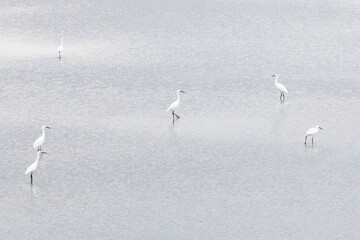 Several white herons stand in the water