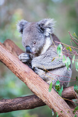 A Peaceful Koala Resting Amongst Eucalyptus Branches