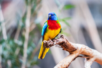 Radiant Jewel of the Outback: The Scarlet-chested Parrot’s Display