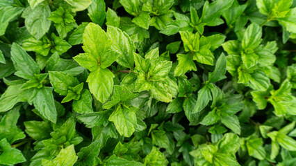 green leaf, green leaf background