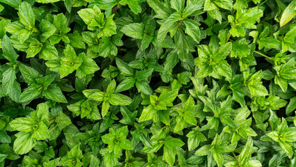 green leaf, green leaf background