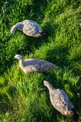 Cape Barren Geese: Phillip Island’s Conservation Success Story