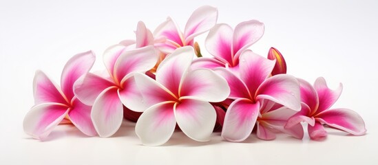 A variety of pink and white flowers, including frangipani, scattered on a white background. These terrestrial plants feature vibrant magenta petals, making them perfect cut flowers for bouquets