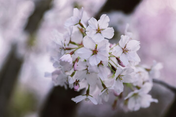 Obraz premium Pink cherry blossoms in soft style for the background. Sakura bloom in spring. Background art with pink blossom. Beautiful nature scene with blooming tree and sun flare on Easter time. Selective focus