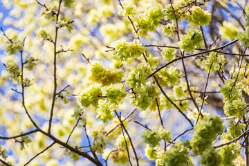 Spring Blossoms in Melbourne City Center: A Dance of Light and Color”