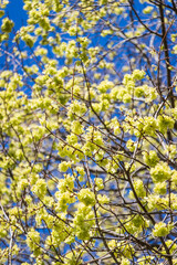 Spring Blossoms in Melbourne City Center: A Dance of Light and Color”