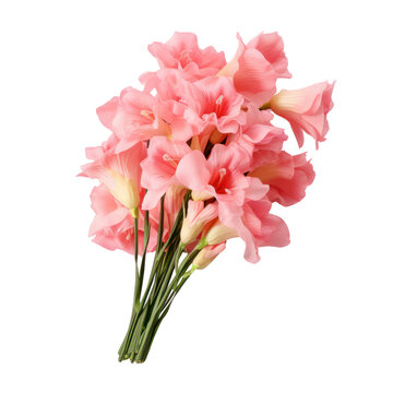 Gladiolus bouquet, bunch isolated on transparent png.