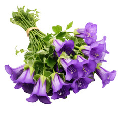 Canterbury Bells bouquet, bunch isolated on transparent png.