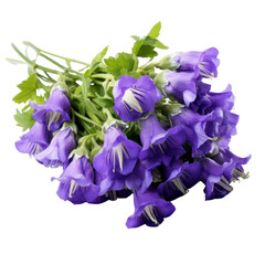 Canterbury Bells bouquet, bunch isolated on transparent png.