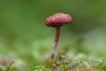 mushroom in the forest