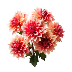Dahlia bouquet, bunch isolated on transparent png.