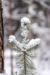 Snow covered fir tree  in the forest