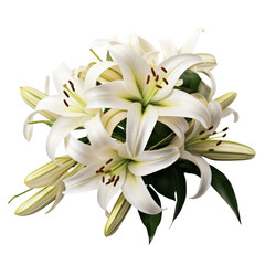 Lily bouquet, bunch isolated on transparent png.
