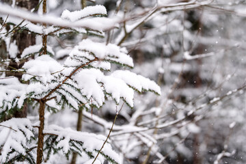 Snow covered spruce tree branches, December, forest, cold weather