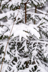Snow covered spruce tree branches, December, forest, cold weather