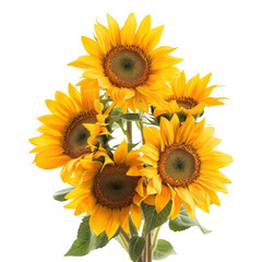 Sunflower, bouquet, bunch isolated on transparent png.