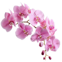 Fototapeta na wymiar Orchid bouquet, bunch isolated on transparent png.