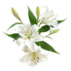 Lily bouquet, bunch isolated on transparent png.