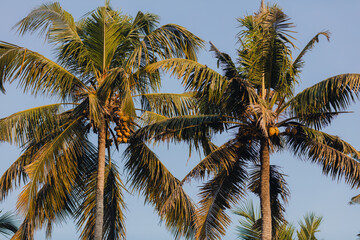 Fototapeta na wymiar Coconut palm trees near the beach in Varkala, Kerala, India.