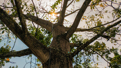 tree branches in rural area of Natagaima - Tolima - Colombia
