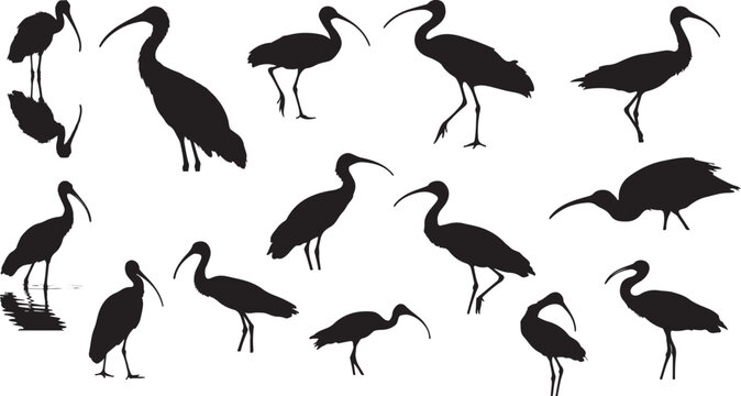Set of Glossy ibis in silhouette stock photo