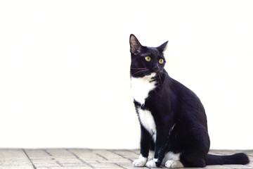 Selective focus, Cute black furry cat sits straight and staring at something on white background. Pet, mammal and playful concept.