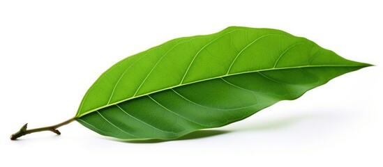A green leaf with a stem, belonging to a flowering plant, set against a white background. This...