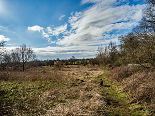 Obraz premium landscape with trees