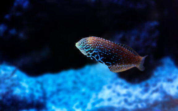 Portraif of beautiful Blue Star Leopard Wrasse also known as Macropharyngodon bipartitus.	
