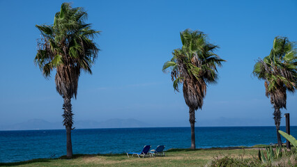 On the green coast with palm trees there are two blue sunbeds for vacationers. Mediterranean...