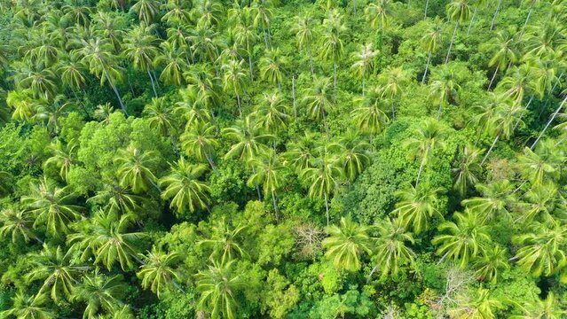 Aerial view on plantation of palm trees jungle plantation in tropical rainforest, Top view aerial shot of the palm grove.
