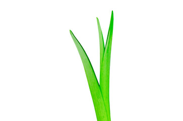Single green lily leaf isolated on white background Floral leaves nature Young leaves of flowers Grass