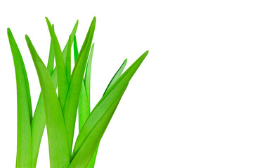 Single green lily leaf isolated on white background Floral leaves nature Young leaves of flowers Grass Spring time Young bush of grass greens