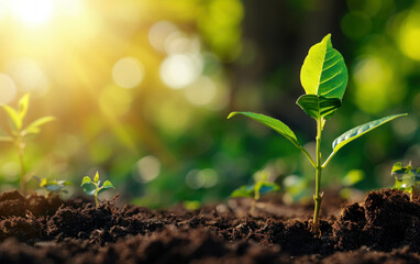 Nature's ecology concept: seedling grows in rich soil under morning sunlight. AI generative.