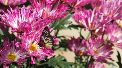 Red-base Jezebel (Delias pasithoe) butterfly feeding on light purple Chrysanthemum on left hand side of screen, with bokeh background of other Chrysanthemums