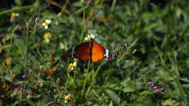 Danaus chrysippus (Plain tiger) (African Queen) (African Monarch) butterfly on daisy flower, wings spread out, in a blurred background of green leaves and branches