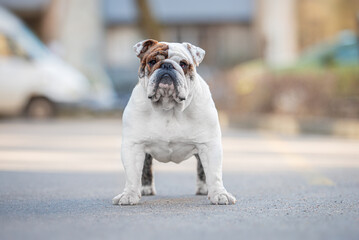 Beautiful brindle English Bulldog outdoor stands at full height on the asphalt, blurred background....