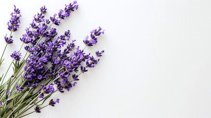 Lavender branch on a white background, copy space.
