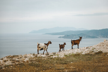 Mountain goats walking across cliff in Kefalonia, Greece - 754999796
