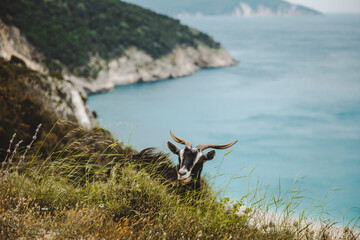 Wild goat on a coastal cliff in Kefalonia, Greece - 754999986