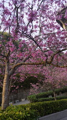 Fototapeta premium pink tree