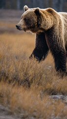Obraz premium The Bear A Mighty Carnivore of the Wild