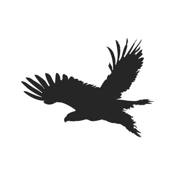 Eagle silhouette, high quality vector